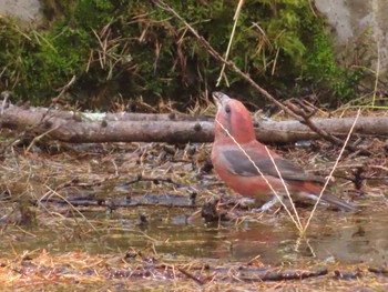 Red Crossbill 創造の森(山梨県) Sun, 10/22/2023