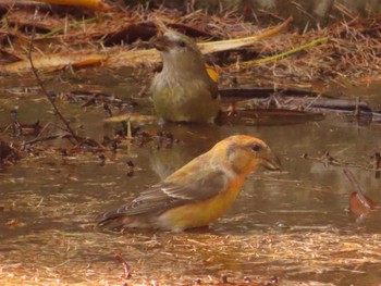 Red Crossbill 創造の森(山梨県) Sun, 10/22/2023