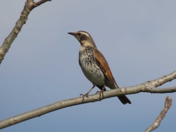 2023年11月8日(水) 蕪栗沼の野鳥観察記録