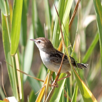 セッカ 鍋田干拓地 2014年9月7日(日)