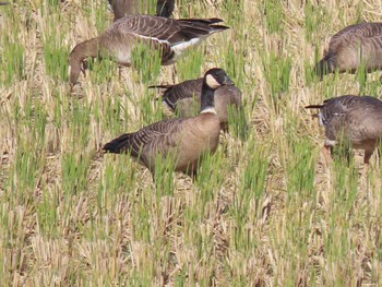 Cackling Goose Kabukuri Pond Wed, 11/8/2023