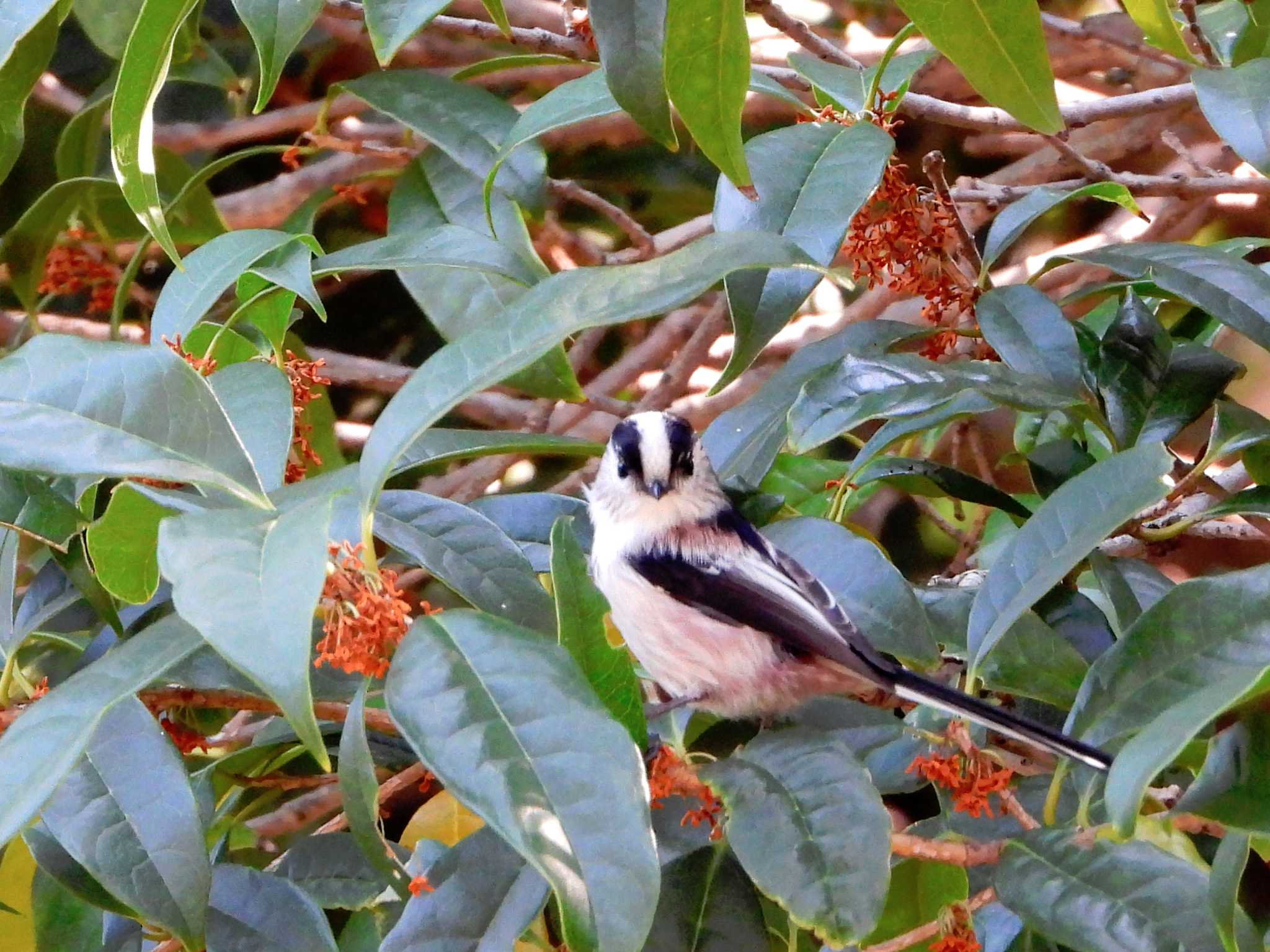 Long-tailed Tit