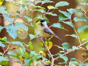 Fri, 11/3/2023 Birding report at Saitama Prefecture Forest Park