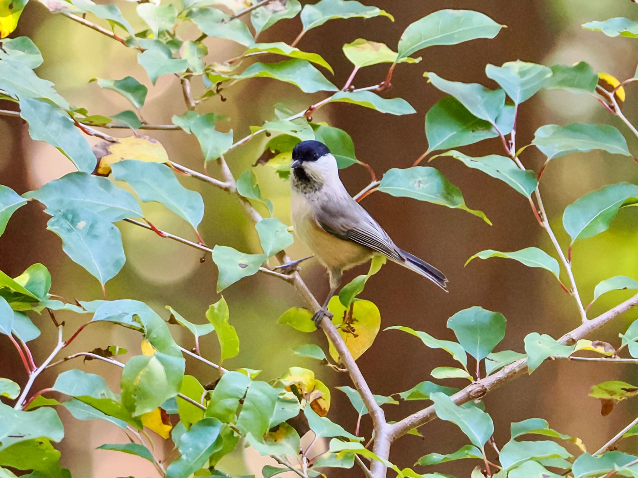 Willow Tit