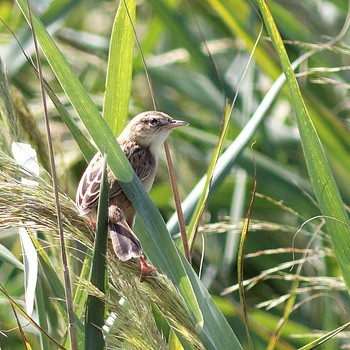 Zitting Cisticola Nabeta Reclaimed land Sun, 9/7/2014