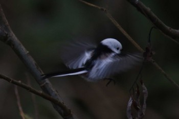 Long-tailed tit(japonicus) Makomanai Park Wed, 11/8/2023