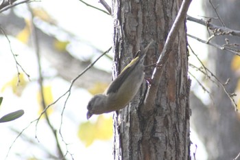 Red Crossbill Makomanai Park Wed, 11/8/2023