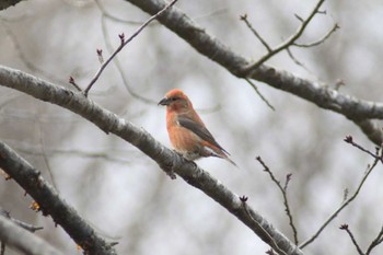 Red Crossbill Makomanai Park Wed, 11/8/2023