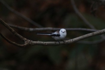 Long-tailed tit(japonicus) Makomanai Park Wed, 11/8/2023