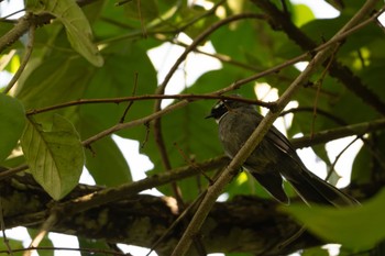 White-throated Fantail 雲南省 Wed, 11/8/2023