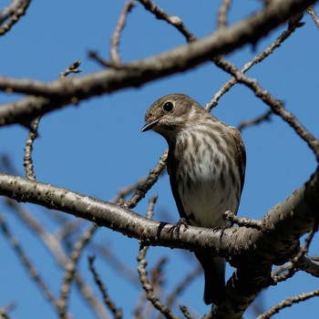 Grey-streaked Flycatcher 岐阜公園 Sun, 9/14/2014