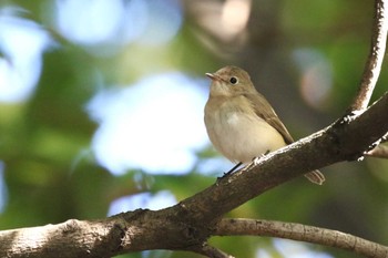 Red-breasted Flycatcher 兵庫県神戸市 Tue, 11/7/2023