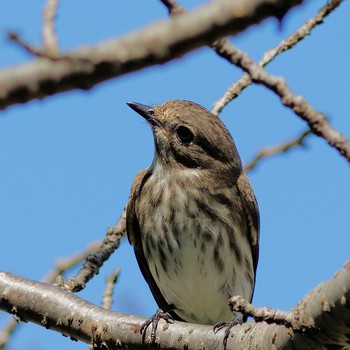 Grey-streaked Flycatcher 岐阜公園 Sun, 9/14/2014