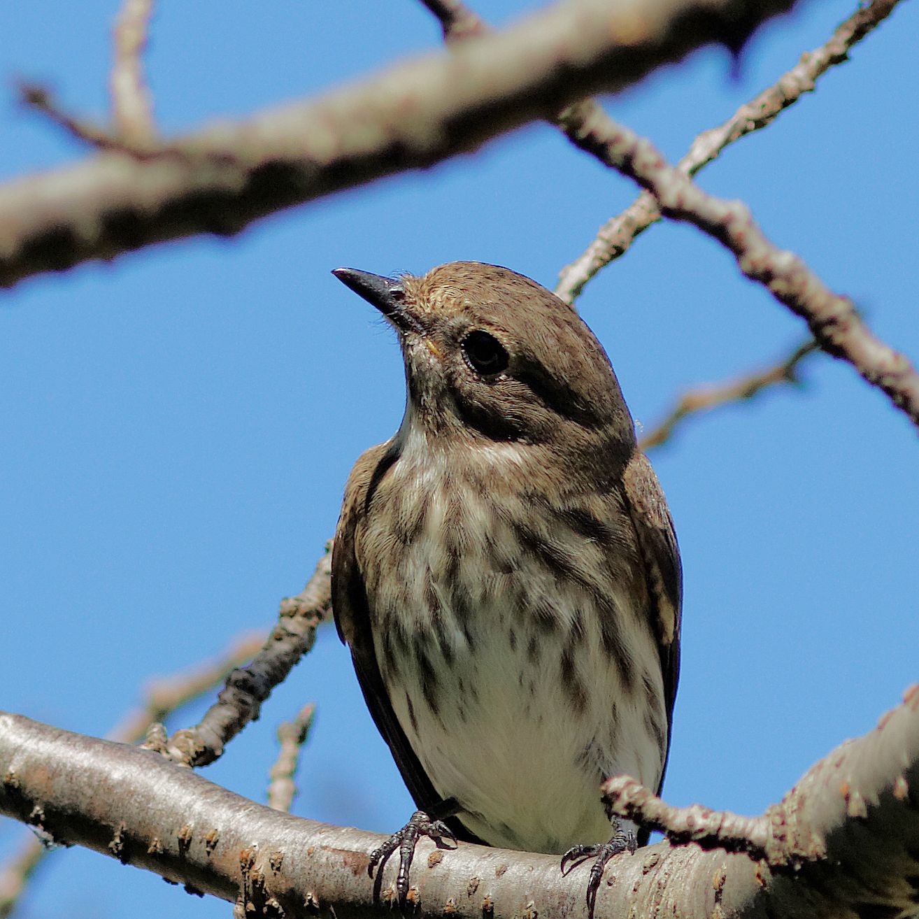 Grey-streaked Flycatcher