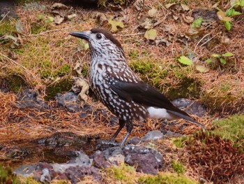 Spotted Nutcracker Okuniwaso(Mt. Fuji) Sun, 10/22/2023