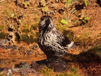 Spotted Nutcracker Okuniwaso(Mt. Fuji) Sun, 10/22/2023