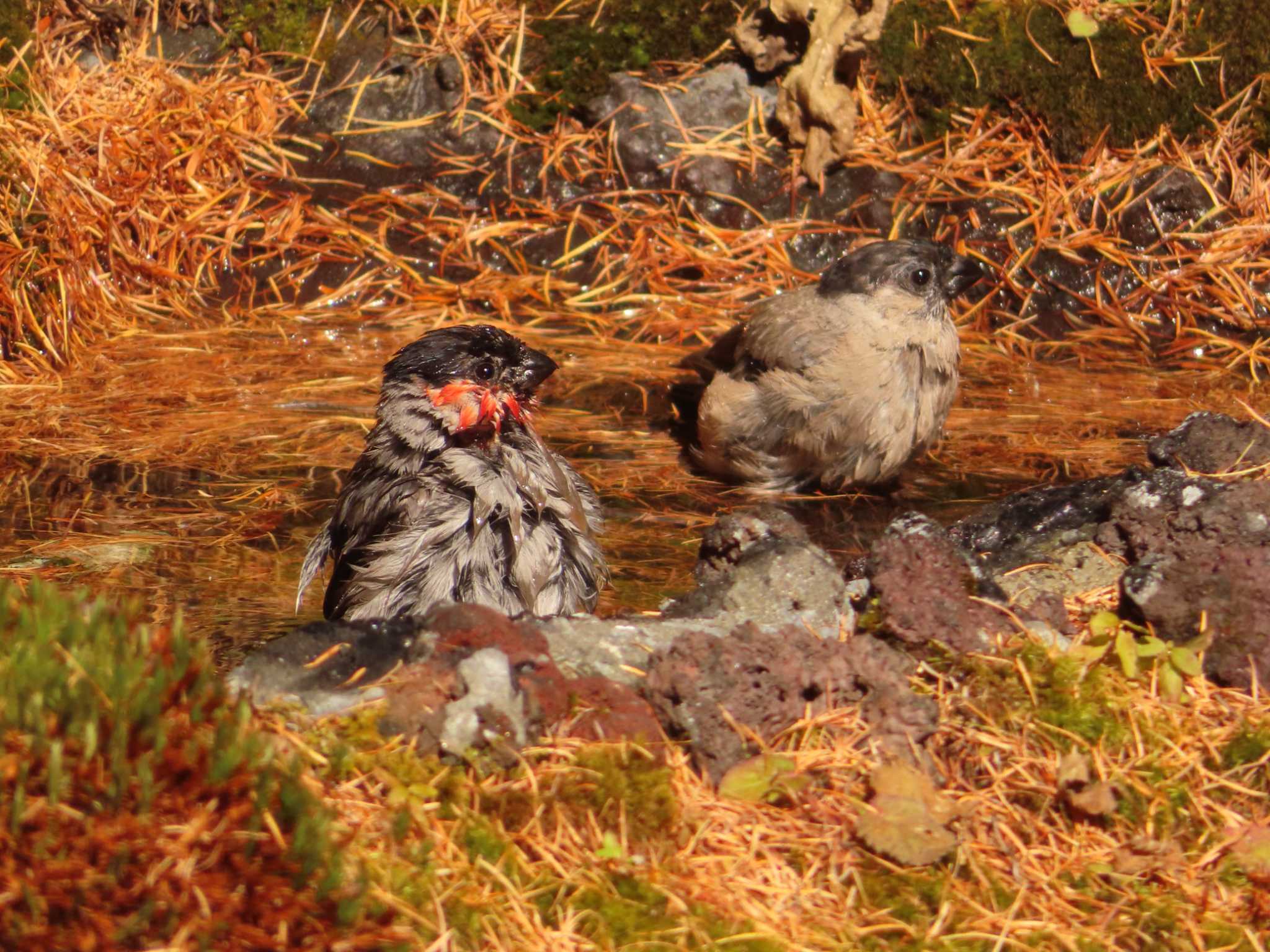 Photo of Eurasian Bullfinch at Okuniwaso(Mt. Fuji) by ゆ