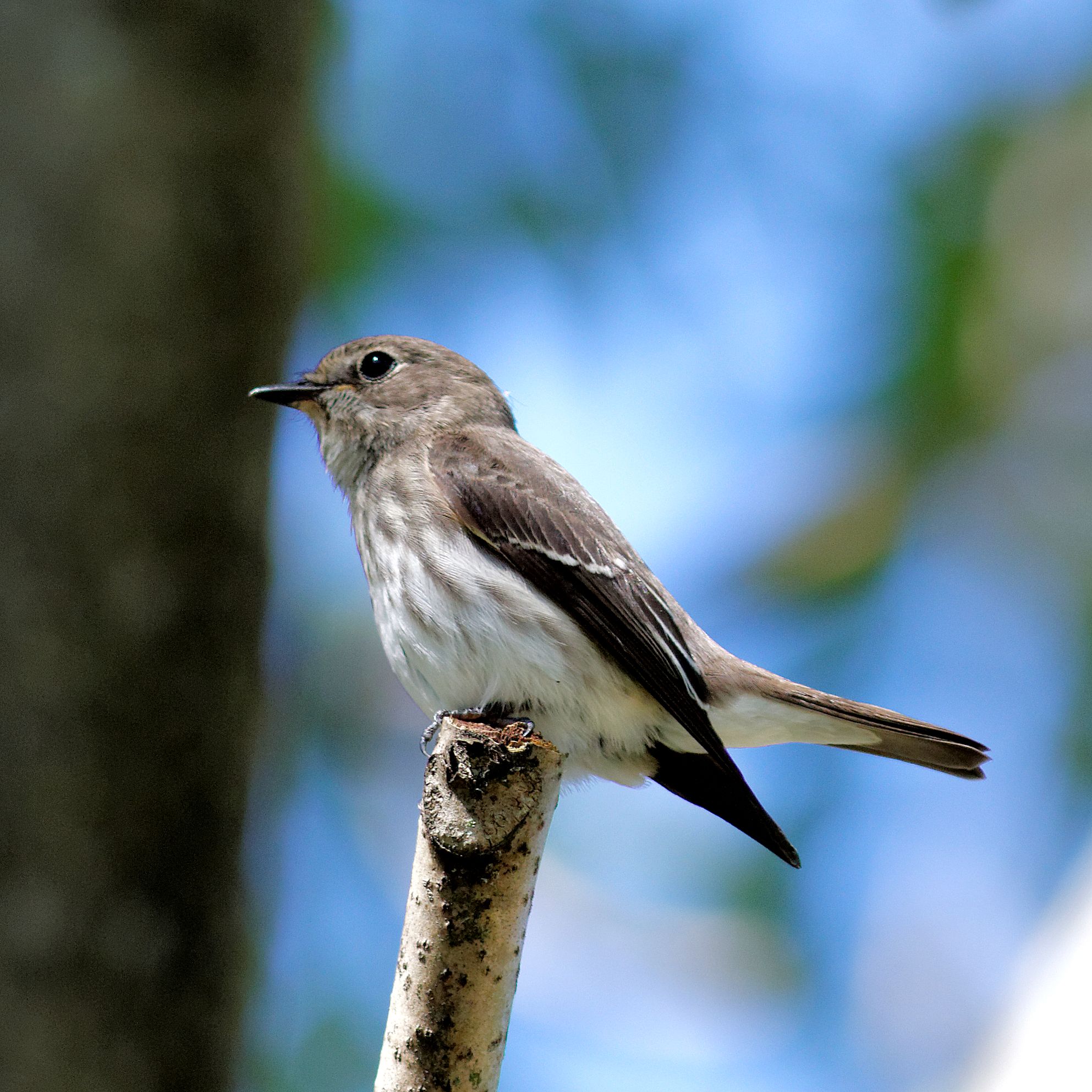 Photo of Grey-streaked Flycatcher at 岐阜公園 by herald