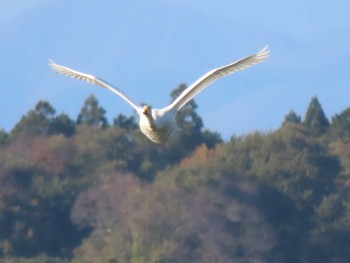 2023年11月8日(水) 伊豆沼の野鳥観察記録