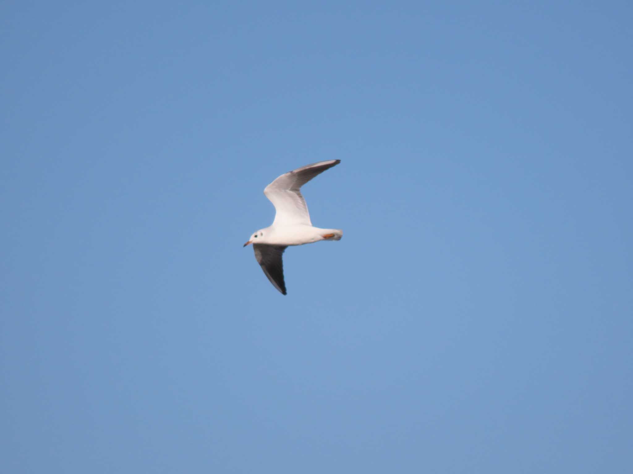 Black-headed Gull