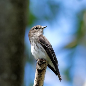 Grey-streaked Flycatcher 岐阜公園 Sun, 9/14/2014