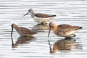 Black-tailed Godwit 多々良沼 Sat, 11/4/2023