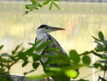 2023年11月3日(金) 服部緑地の野鳥観察記録