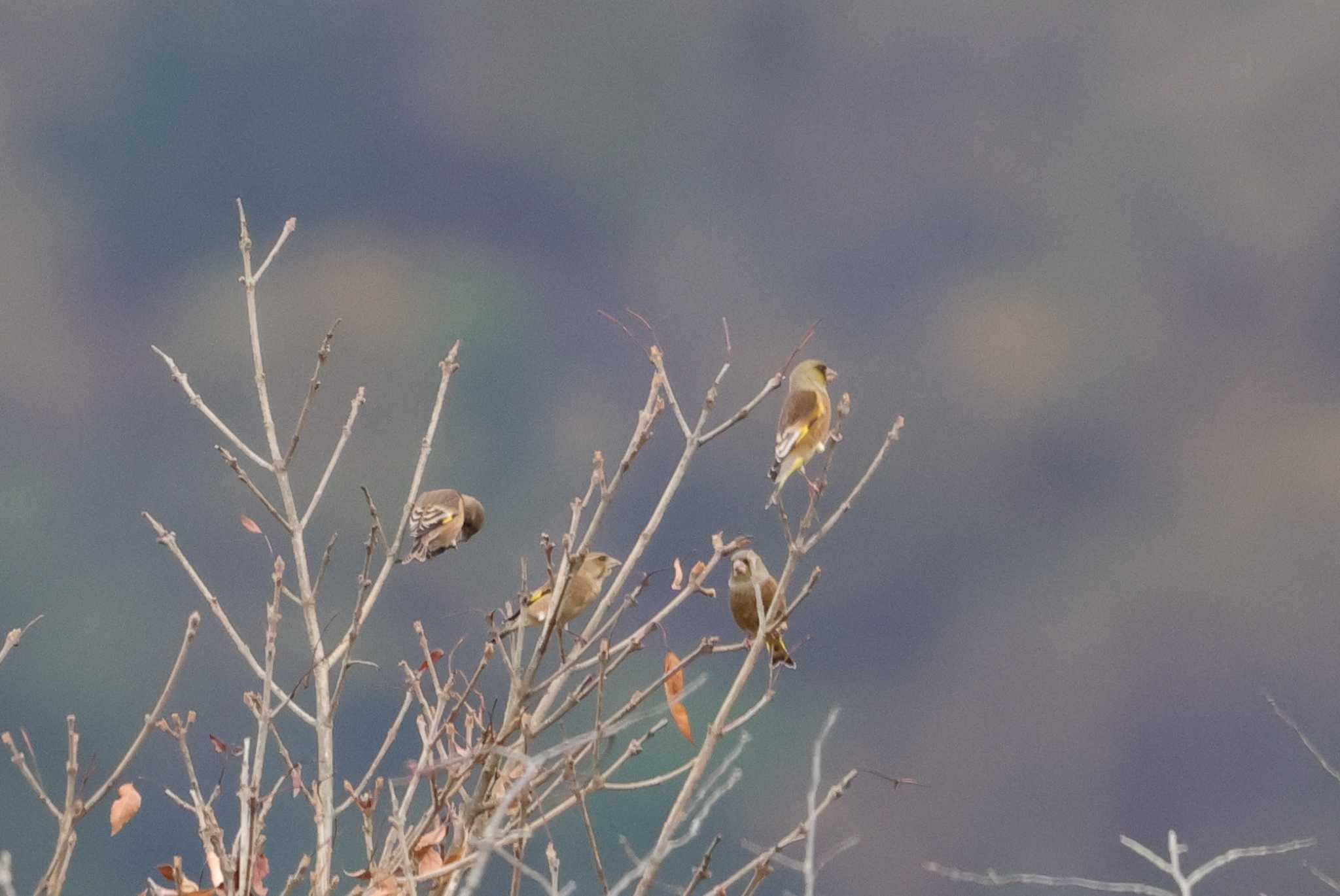 埼玉県民の森 カワラヒワの写真 by ひろ