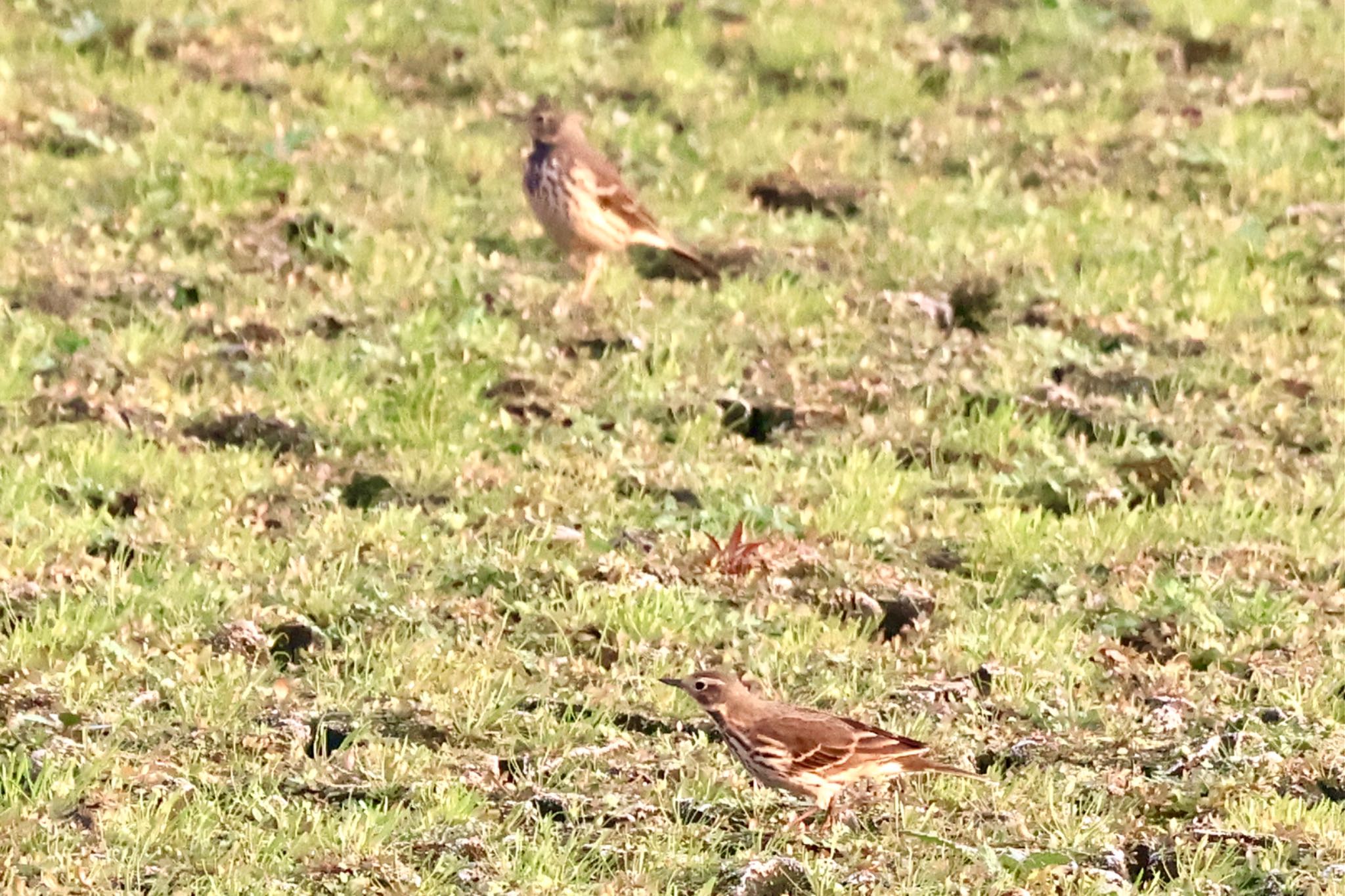 Water Pipit