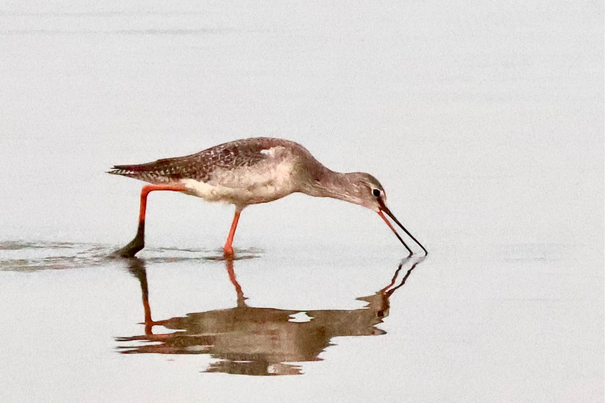 Spotted Redshank