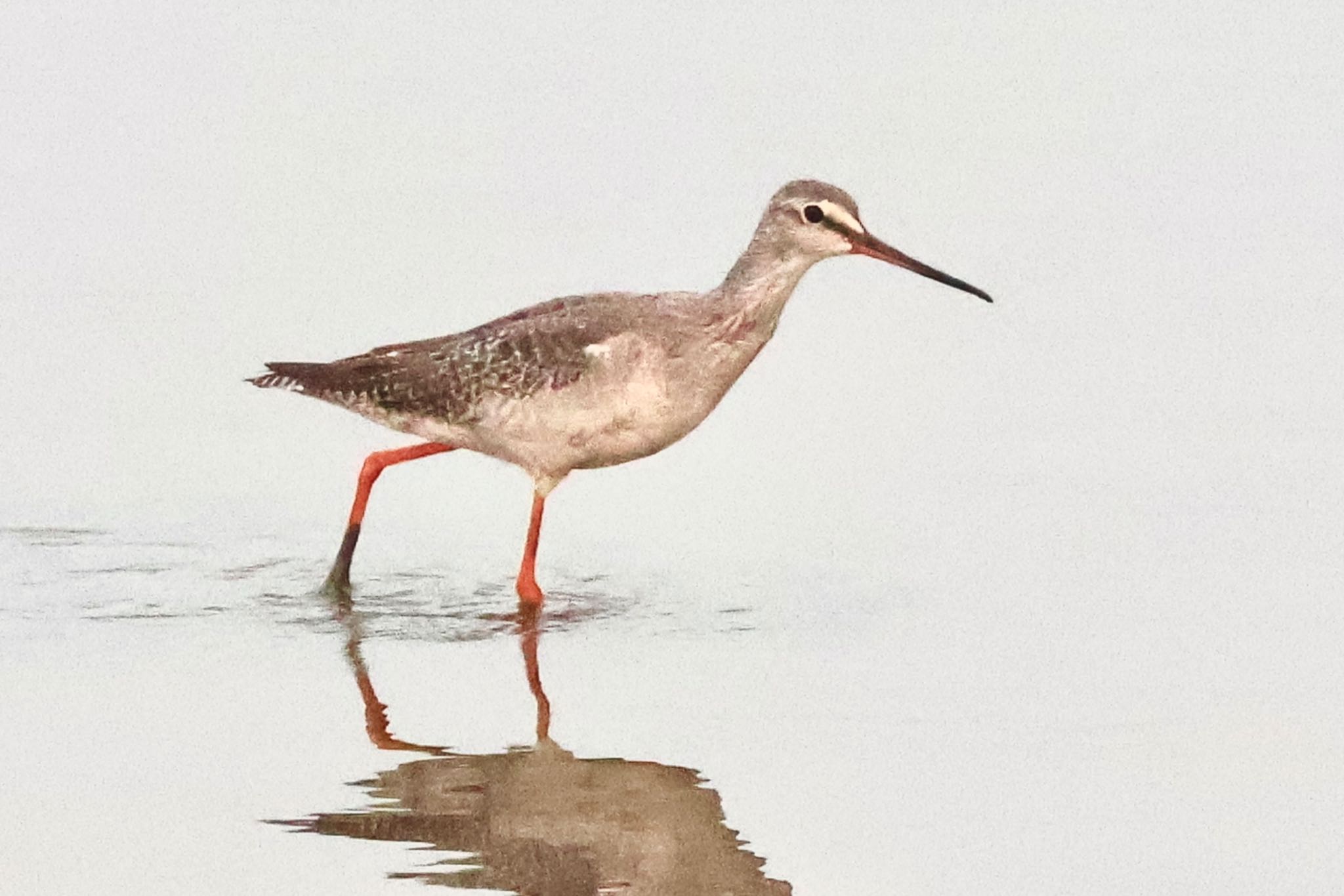 Spotted Redshank