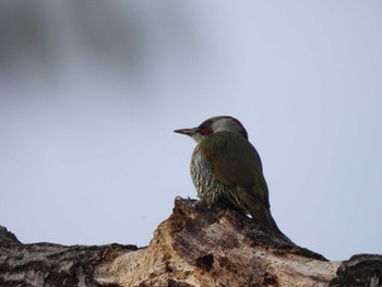 2023年11月9日(木) 玉川上水の野鳥観察記録