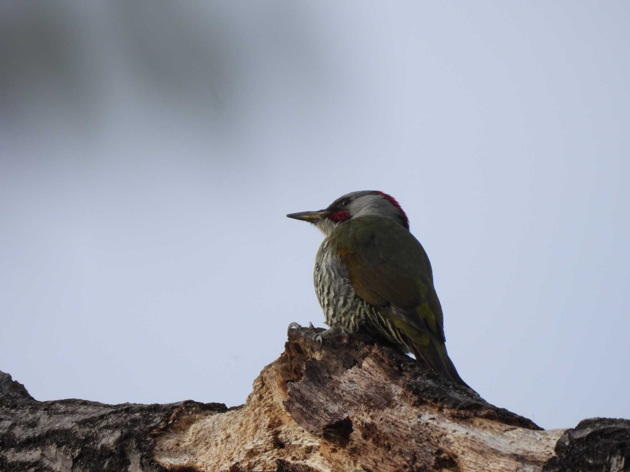 Photo of Japanese Green Woodpecker at 玉川上水 by amy