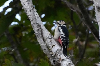 2023年10月22日(日) 北海道の野鳥観察記録