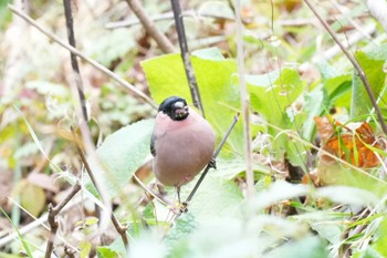 2023年10月23日(月) 北海道の野鳥観察記録