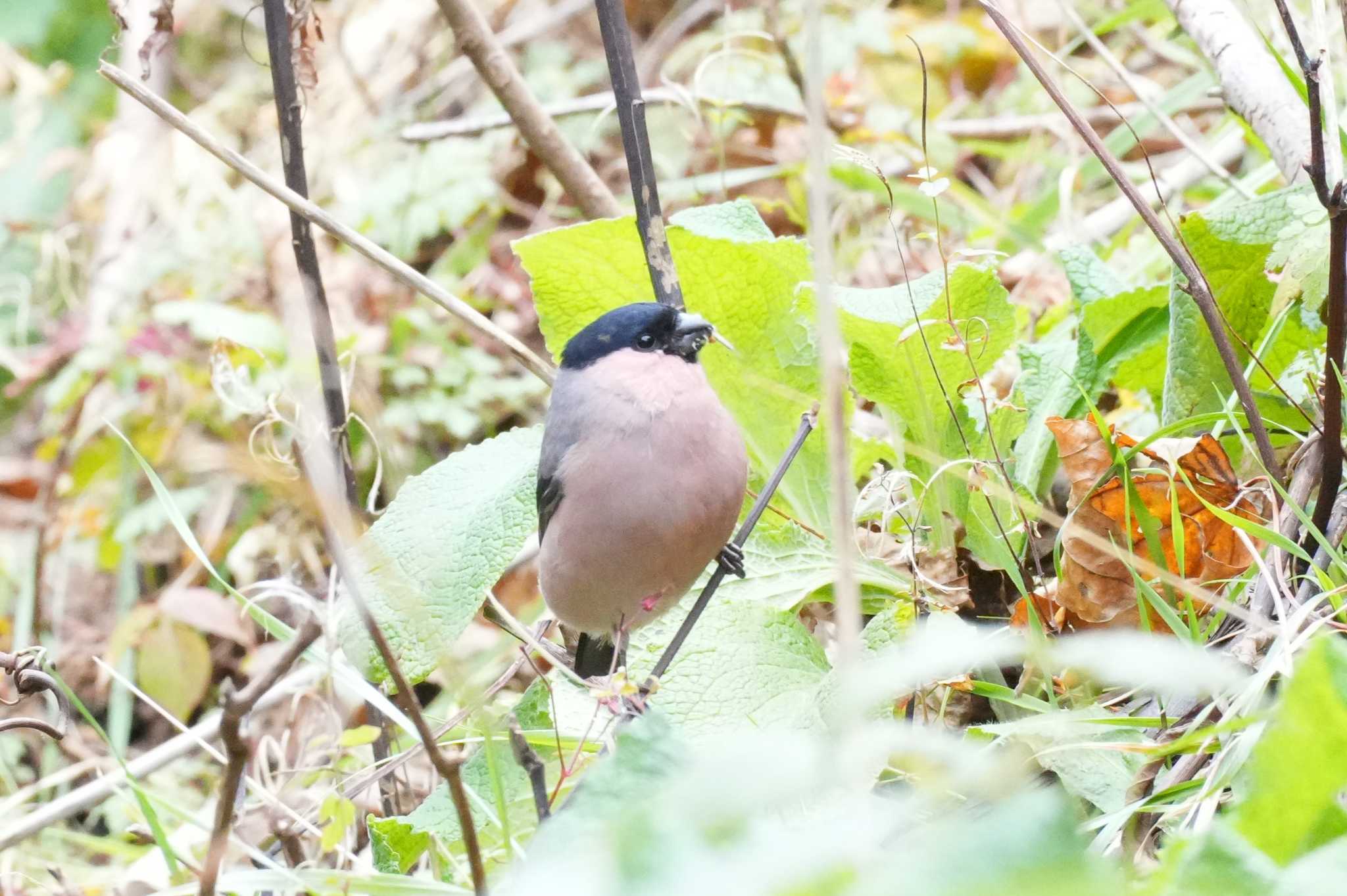 北海道 アカウソの写真 by どばと