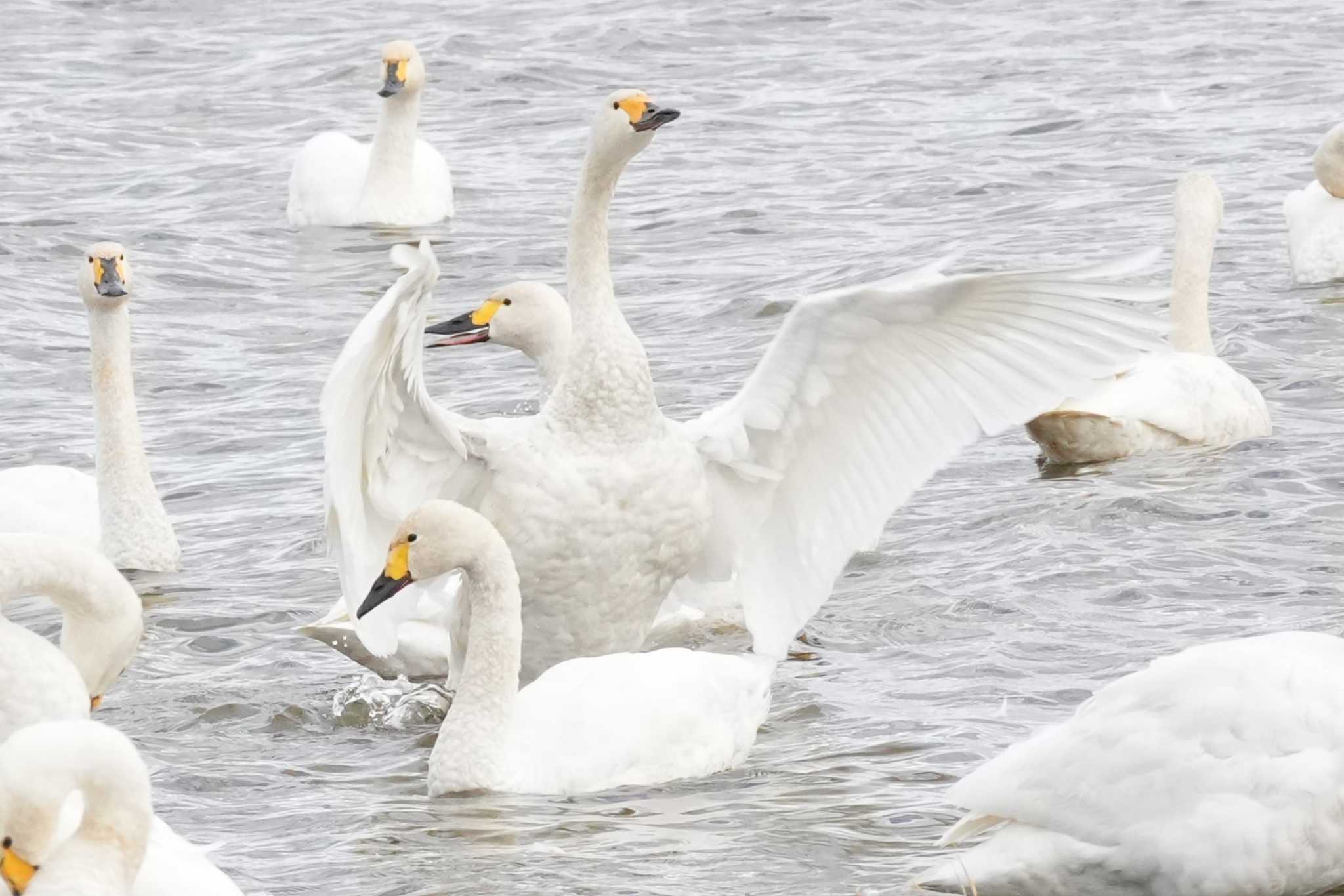 北海道 コハクチョウの写真 by どばと