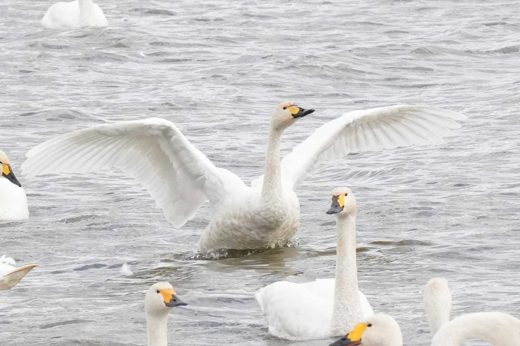 北海道 コハクチョウの写真 by どばと