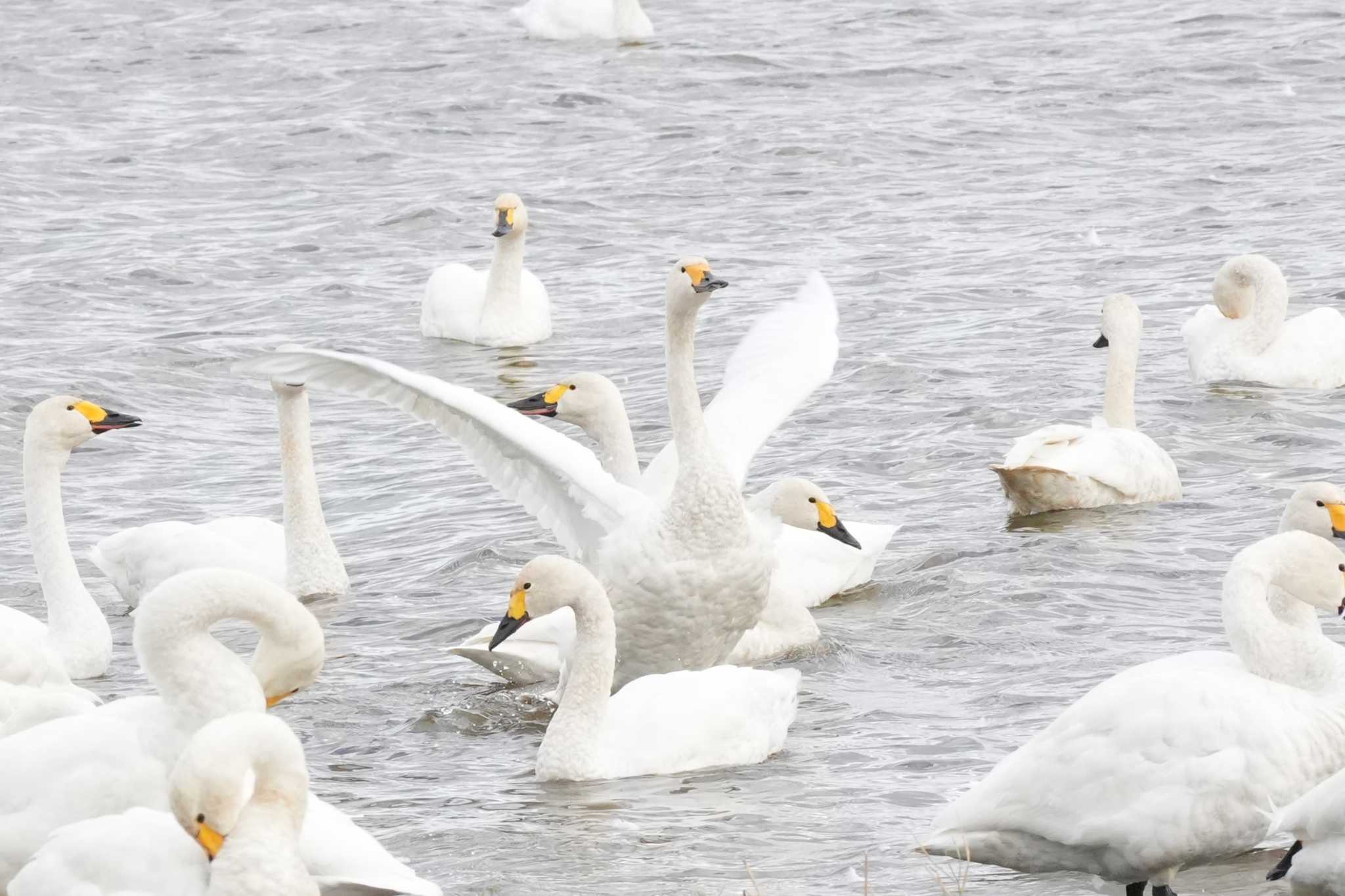 北海道 コハクチョウの写真 by どばと