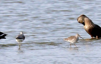 2023年11月5日(日) 伊佐沼の野鳥観察記録