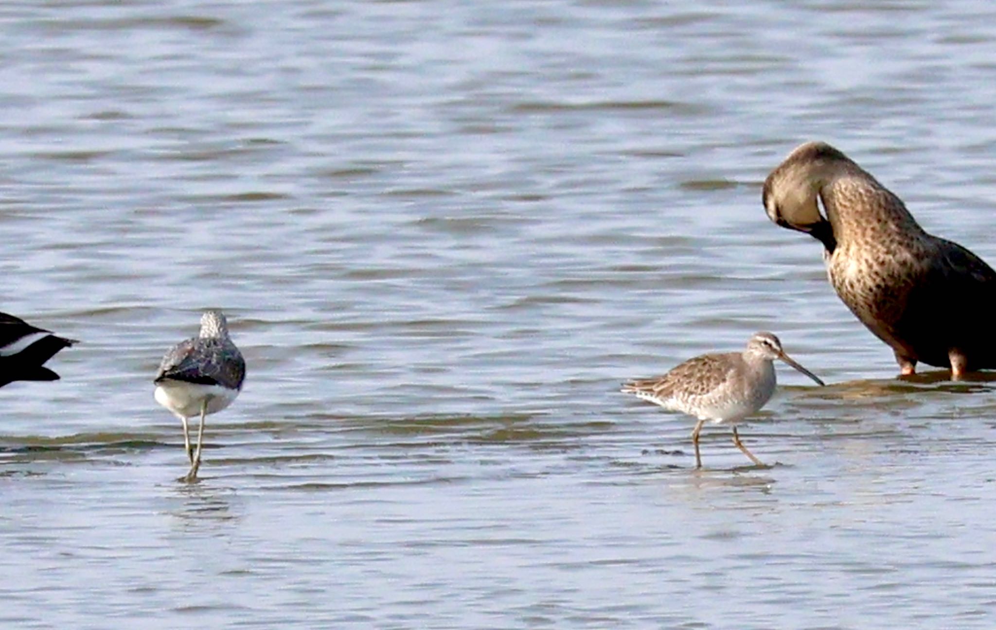 Long-billed Dowitcher