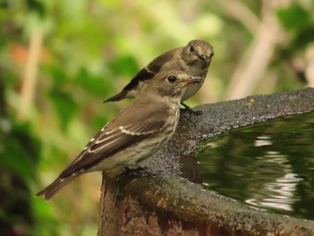 Grey-streaked Flycatcher 権現山(弘法山公園) Sun, 10/1/2023