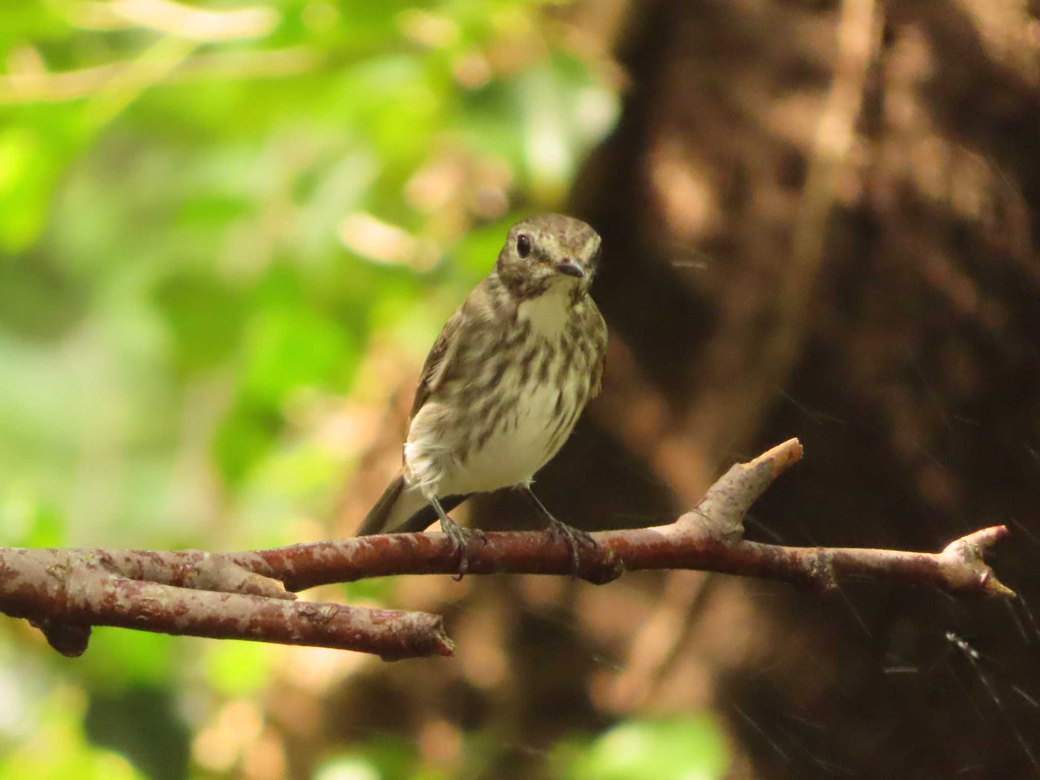 Grey-streaked Flycatcher