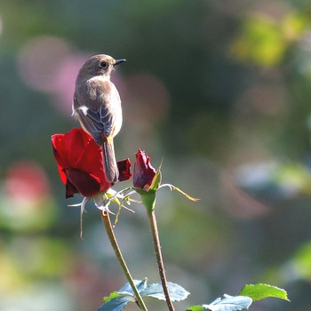 Mon, 11/3/2014 Birding report at 岐阜市畜産センター公園