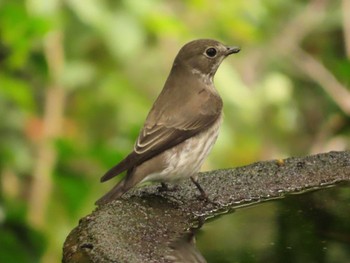 Grey-streaked Flycatcher 権現山(弘法山公園) Sun, 10/1/2023