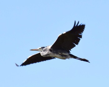 Grey Heron Kasai Rinkai Park Thu, 11/9/2023