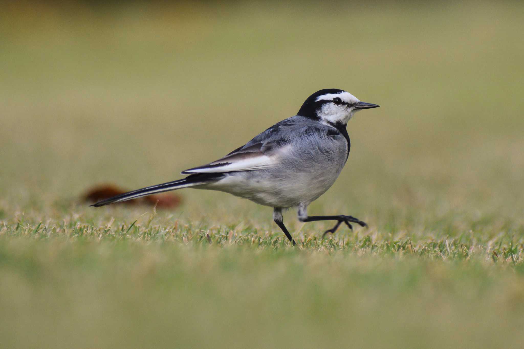 White Wagtail