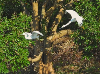 コサギ 葛西臨海公園 2023年11月9日(木)