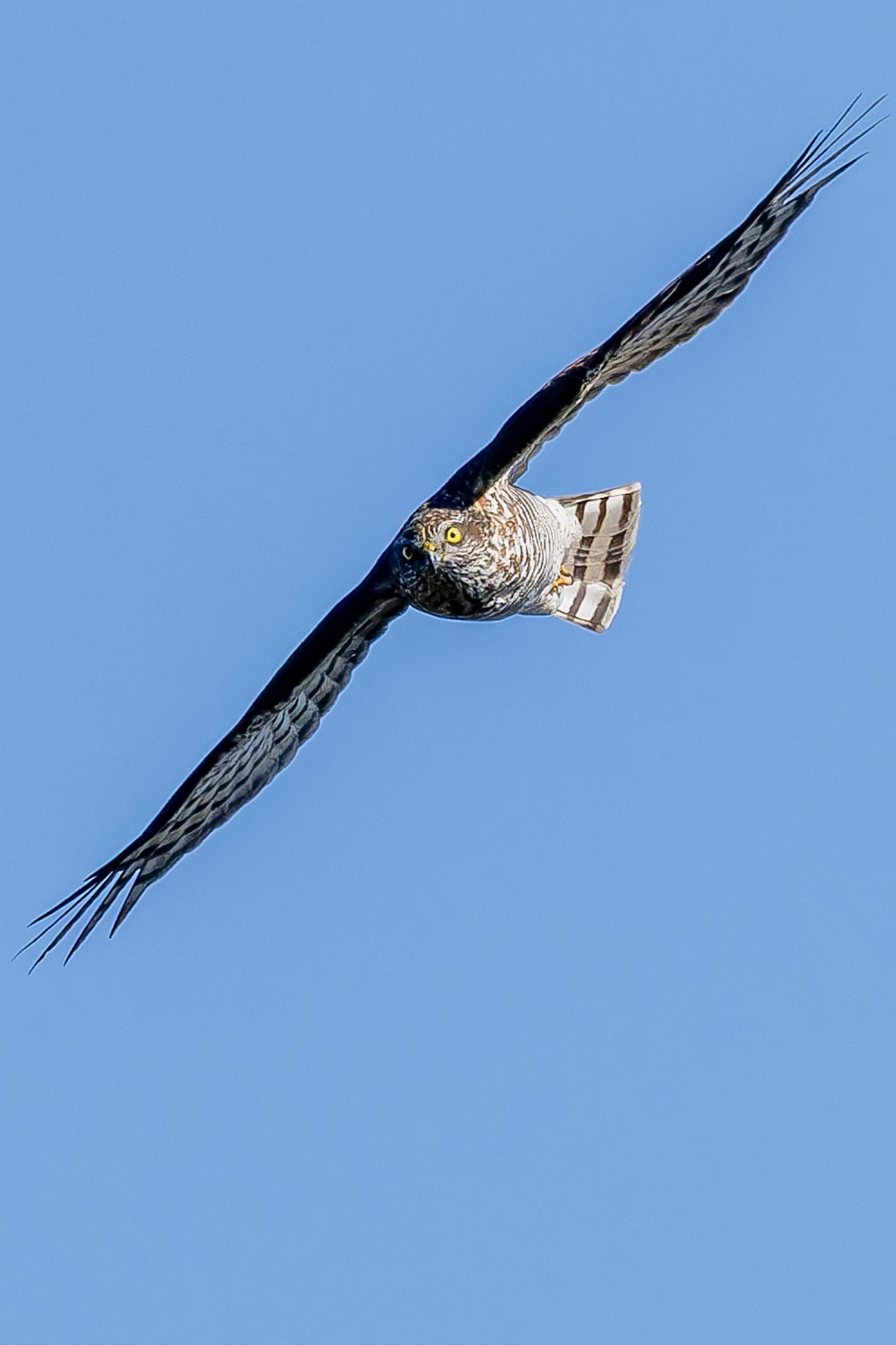 Photo of Eurasian Sparrowhawk at  by そいぎんた