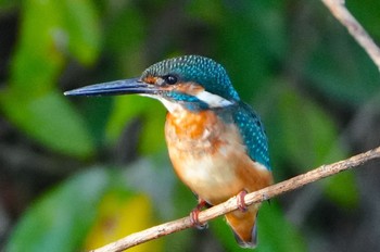 Thu, 11/9/2023 Birding report at 淀川河川公園